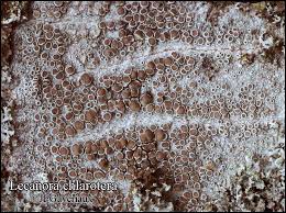Attēlu rezultāti vaicājumam “Lecanora chlarotera”