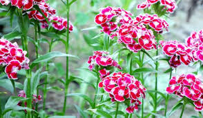 Image result for Dianthus barbatus