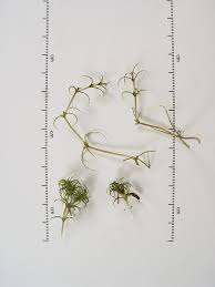 Attēlu rezultāti vaicājumam “Najas minor leaf”