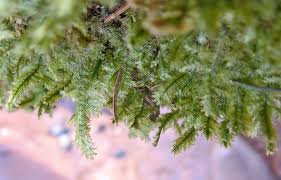 Attēlu rezultāti vaicājumam “Neckera pennata”