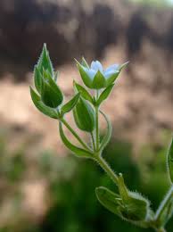 Attēlu rezultāti vaicājumam “Cerastium holosteoides”