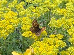 Attēlu rezultāti vaicājumam “Hamearis lucina underside”