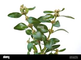 Attēlu rezultāti vaicājumam “Buxus sempervirens flower”