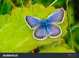 Attēlu rezultāti vaicājumam “Polyommatus icarus male”