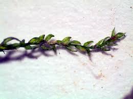 Attēlu rezultāti vaicājumam “Hygroamblystegium varium”