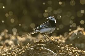Attēlu rezultāti vaicājumam “Motacilla alba adult”