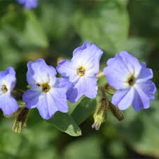 Image result for Browallia speciosa