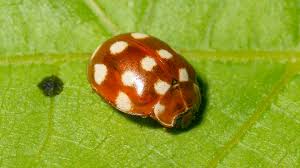 Attēlu rezultāti vaicājumam “Calvia quatuordecimguttata”