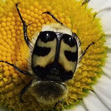 Attēlu rezultāti vaicājumam “Trichius fasciatus imago”