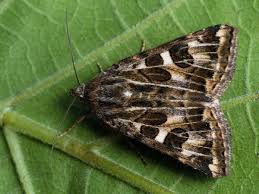 Attēlu rezultāti vaicājumam “Protoschinia scutosa”