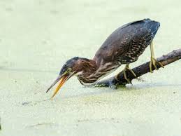 Image result for Butorides virescens