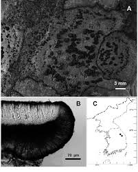 Attēlu rezultāti vaicājumam “Porpidia macrocarpa”