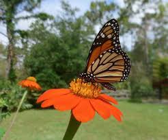 Image result for Tithonia rotundifolia