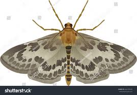 Attēlu rezultāti vaicājumam “Anania hortulata”