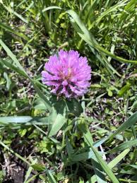 Attēlu rezultāti vaicājumam “Trifolium pratense flower”