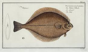 Image result for Limanda limanda