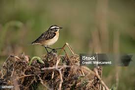 Attēlu rezultāti vaicājumam “Saxicola rubetra”