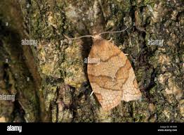 Attēlu rezultāti vaicājumam “Pandemis cerasana”