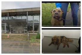 Image result for Leeds Mad Dogs