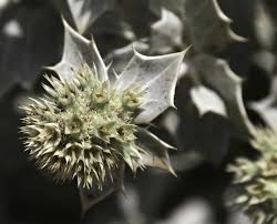 Attēlu rezultāti vaicājumam “Eryngium maritimum”