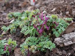 Attēlu rezultāti vaicājumam “Corydalis solida flower”