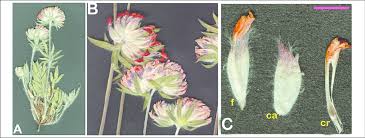 Attēlu rezultāti vaicājumam “Anthyllis maritima bud”