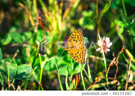Attēlu rezultāti vaicājumam “Argynnis adippe”