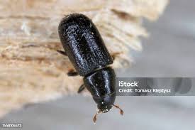 Attēlu rezultāti vaicājumam “Tomicus minor”