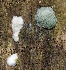 Attēlu rezultāti vaicājumam “Fuligo laevis spores”