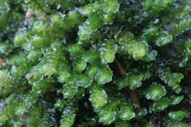 Attēlu rezultāti vaicājumam “Scapania”