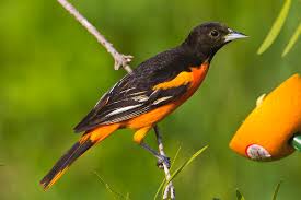 Image result for Icterus galbula