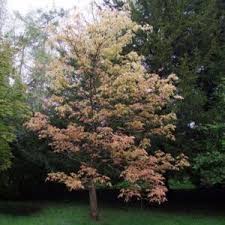 Attēlu rezultāti vaicājumam “Aesculus x neglecta”