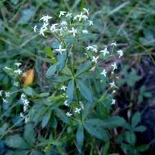 Attēlu rezultāti vaicājumam “Galium schultesii flower”