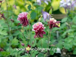 Attēlu rezultāti vaicājumam “Aquilegia vulgaris bud”