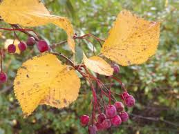 Attēlu rezultāti vaicājumam “Sorbus alnifolia”
