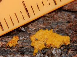 Attēlu rezultāti vaicājumam “Hemitrichia karstenii macro”