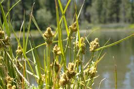 Attēlu rezultāti vaicājumam “Carex viridula”