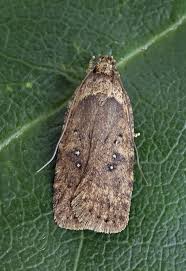 Attēlu rezultāti vaicājumam “Agonopterix heracliana”