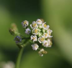 Attēlu rezultāti vaicājumam “Teesdalia nudicaulis”