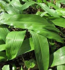 Attēlu rezultāti vaicājumam “Allium ursinum leaf”