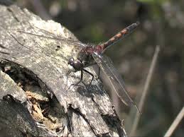 Attēlu rezultāti vaicājumam “Leucorrhinia rubicunda male”