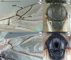 Attēlu rezultāti vaicājumam “Aulacidea hieracii”