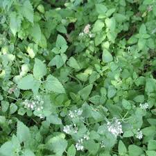 Image result for Nepeta cataria