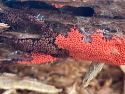 Attēlu rezultāti vaicājumam “Hemitrichia decipiens spores”