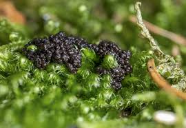 Attēlu rezultāti vaicājumam “Lindbladia tubulina macro”