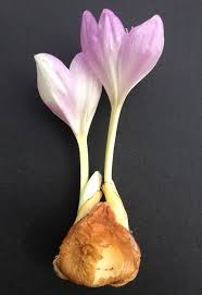Attēlu rezultāti vaicājumam “Colchicum autumnale flower”