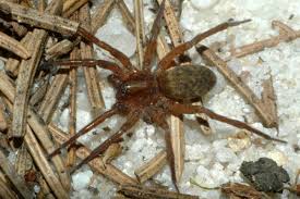 Attēlu rezultāti vaicājumam “Agroeca brunnea”