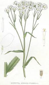 Attēlu rezultāti vaicājumam “Achillea ptarmica leaf”