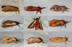 Attēlu rezultāti vaicājumam “Hepialidae”