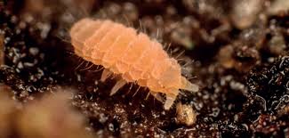 Attēlu rezultāti vaicājumam “Collembola”